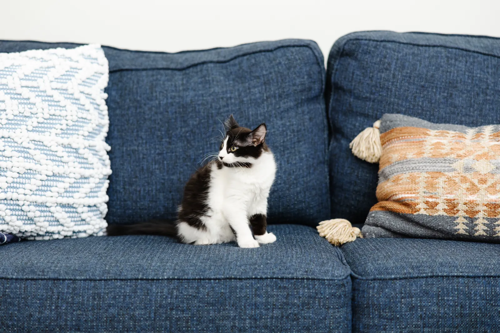 black and white cat on blue couch