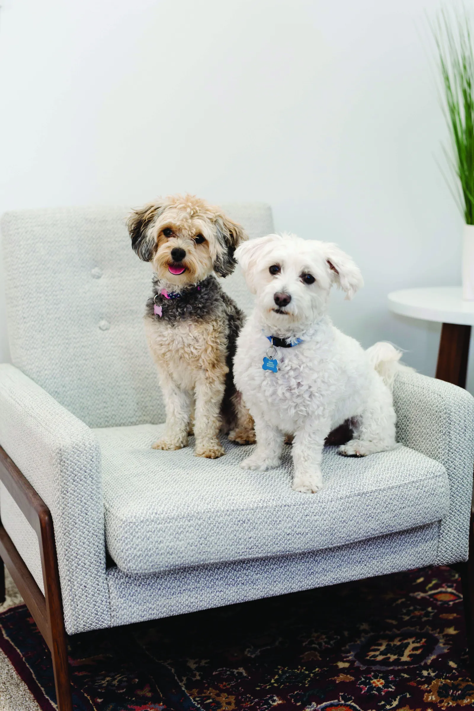 two dogs on a fabric chair in living room