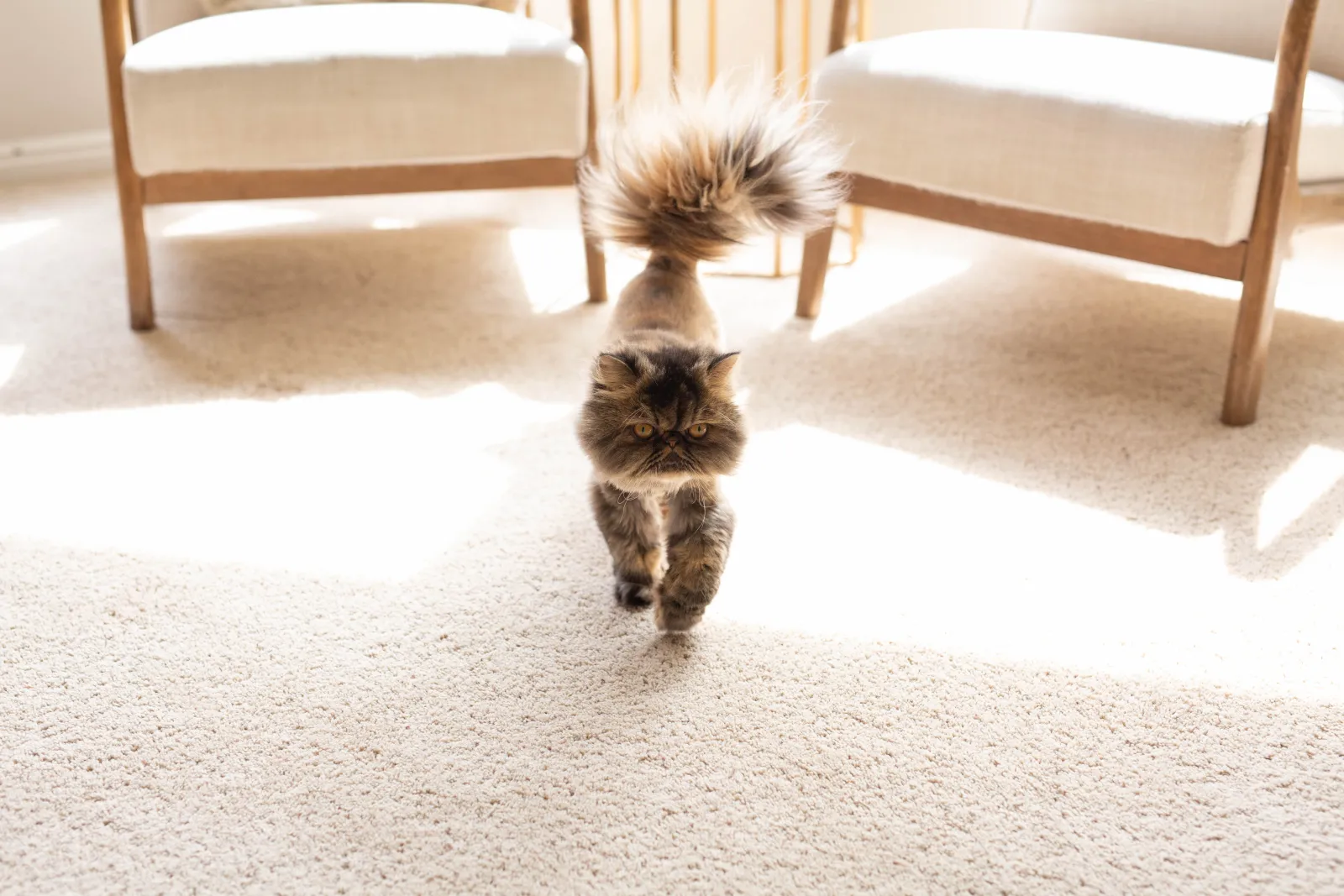 fluffy striped cat walking on a white fluffy good carpets for pets