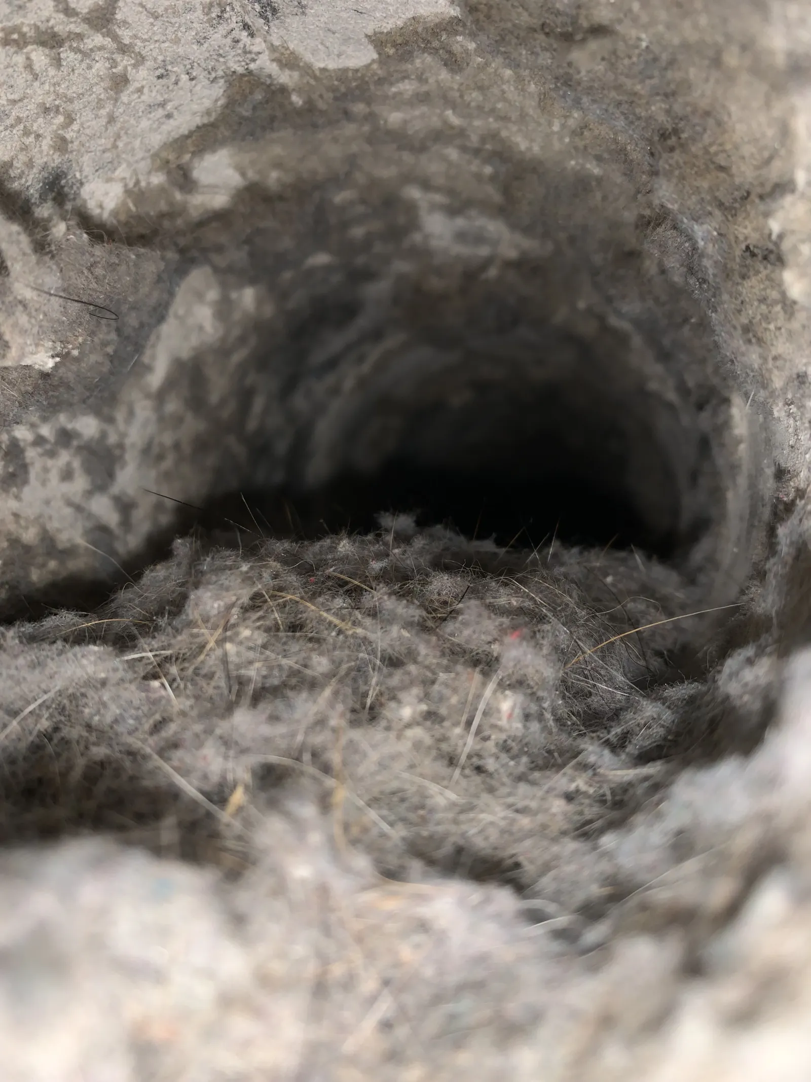 lint and bird feathers in a dryer vent