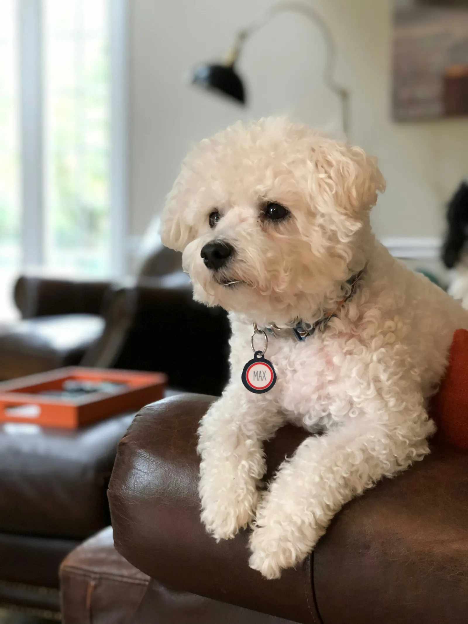 Bichon dog resting on the side of a couch in a living room