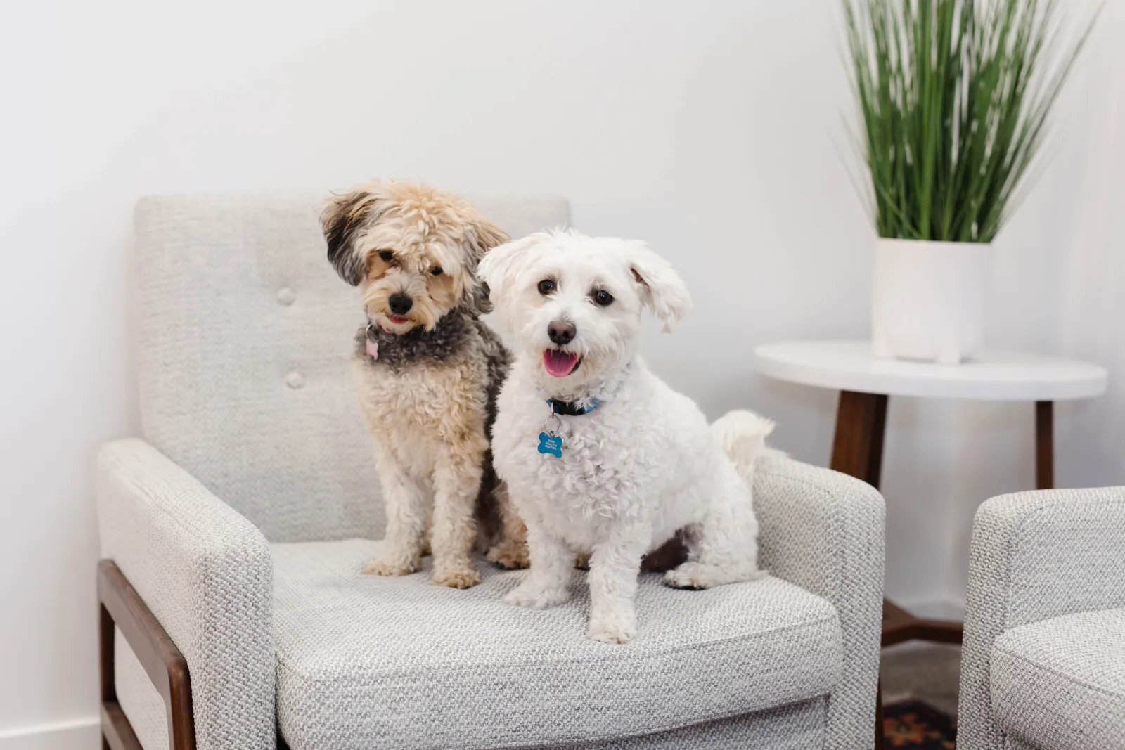 two cute dogs sitting on an upholstered white chair shedding dust, dirt, and dander