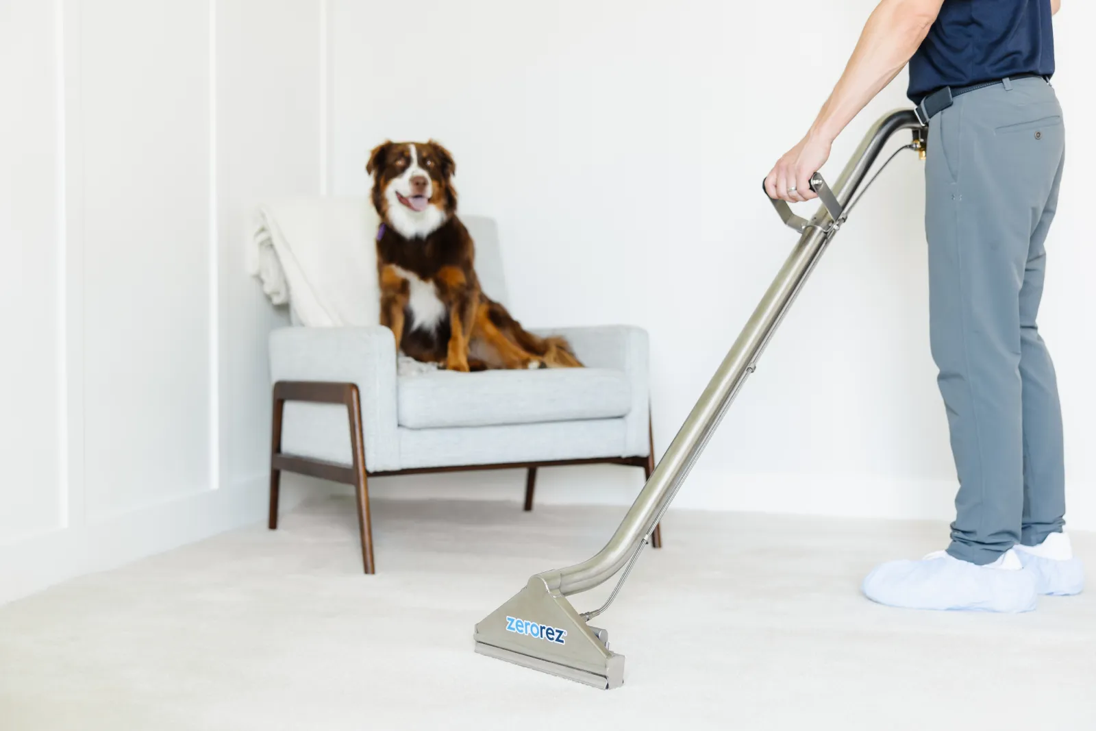 A Zerorez® technician using a Zr™ Wand to clean up a pet spot stain on a white carpet, cleaning while a dog watches from its perch on a white chair in the background