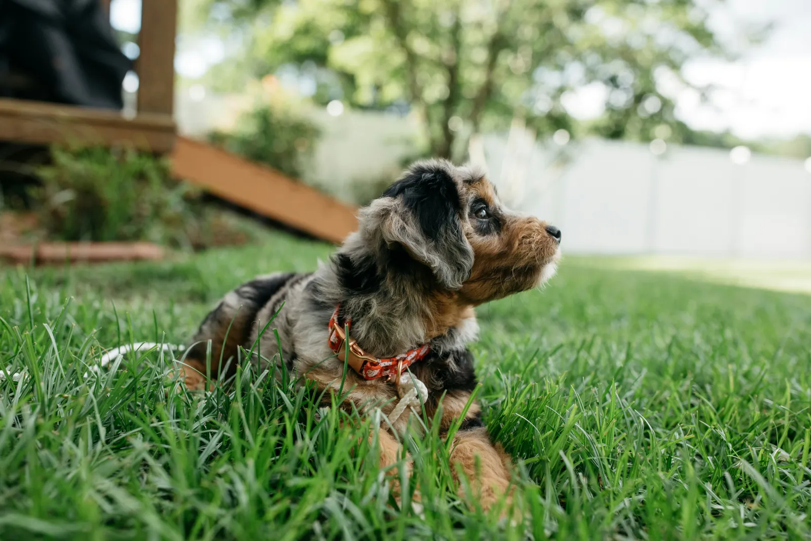 an Aussiedoodle, a hypoallergenic dog breed, sitting in the grass outside looking to the right