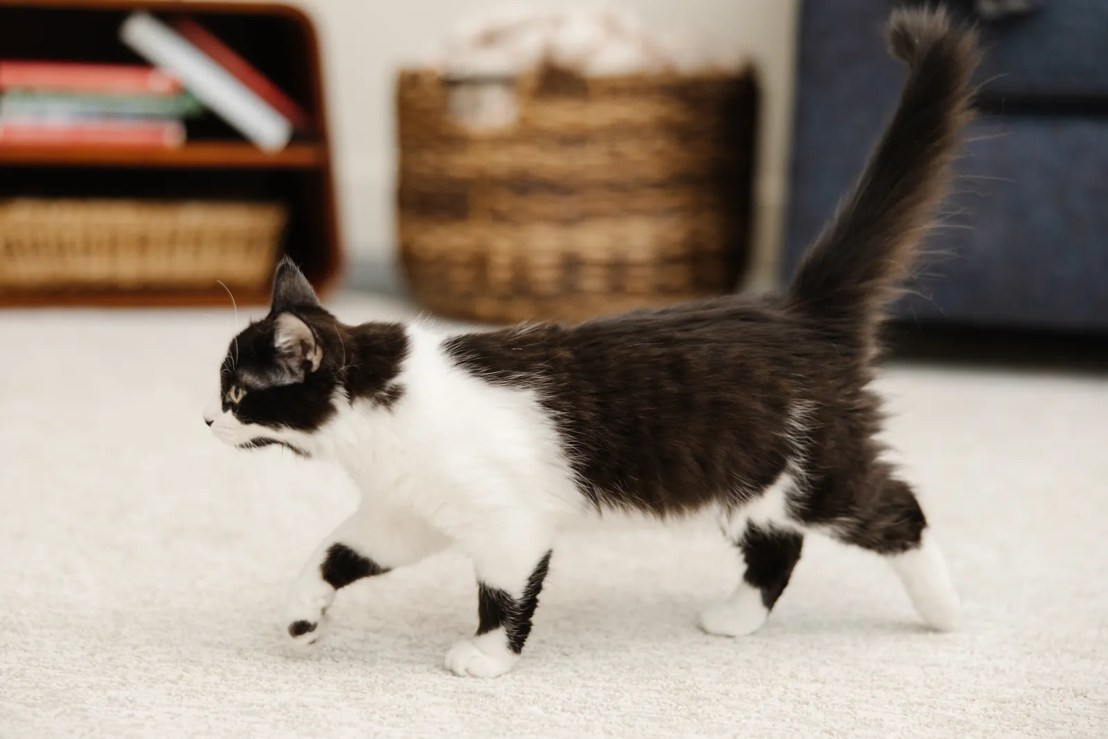 fluffy black cat walking on cream beige carpet