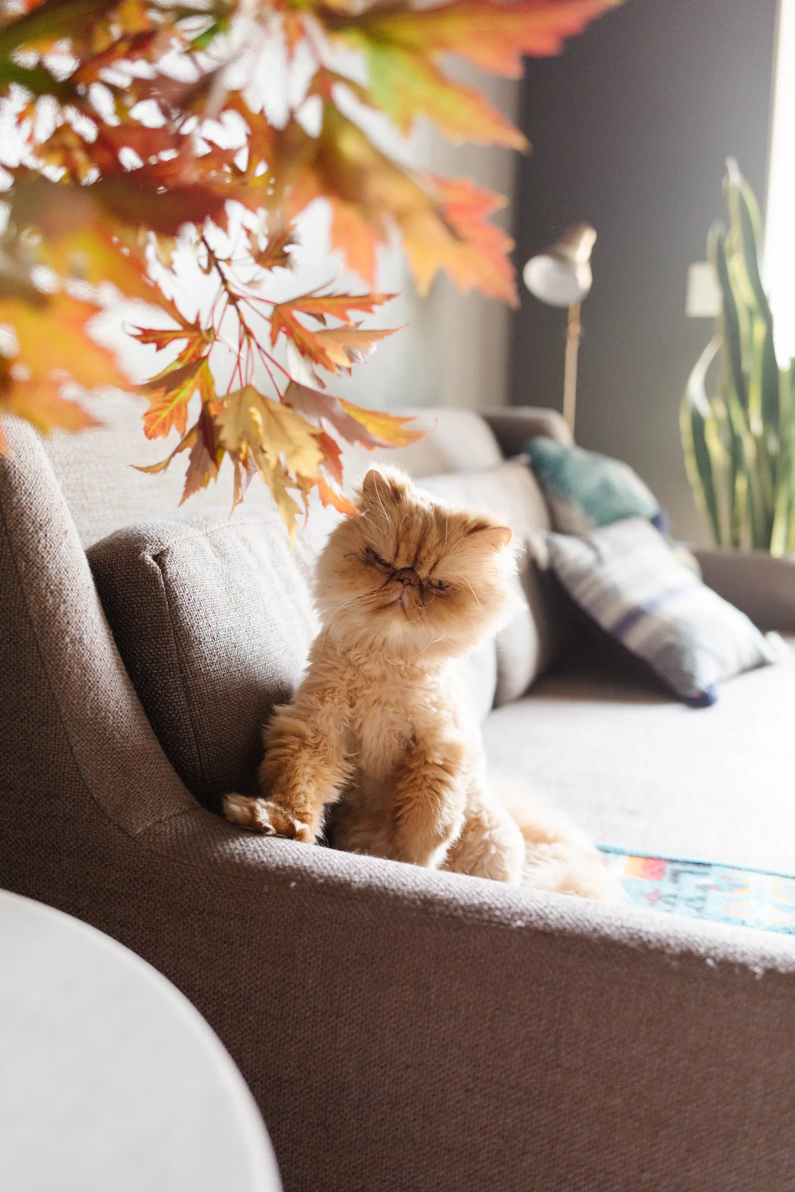 Fluffy orange and yellow cat on a tan chair on carpet