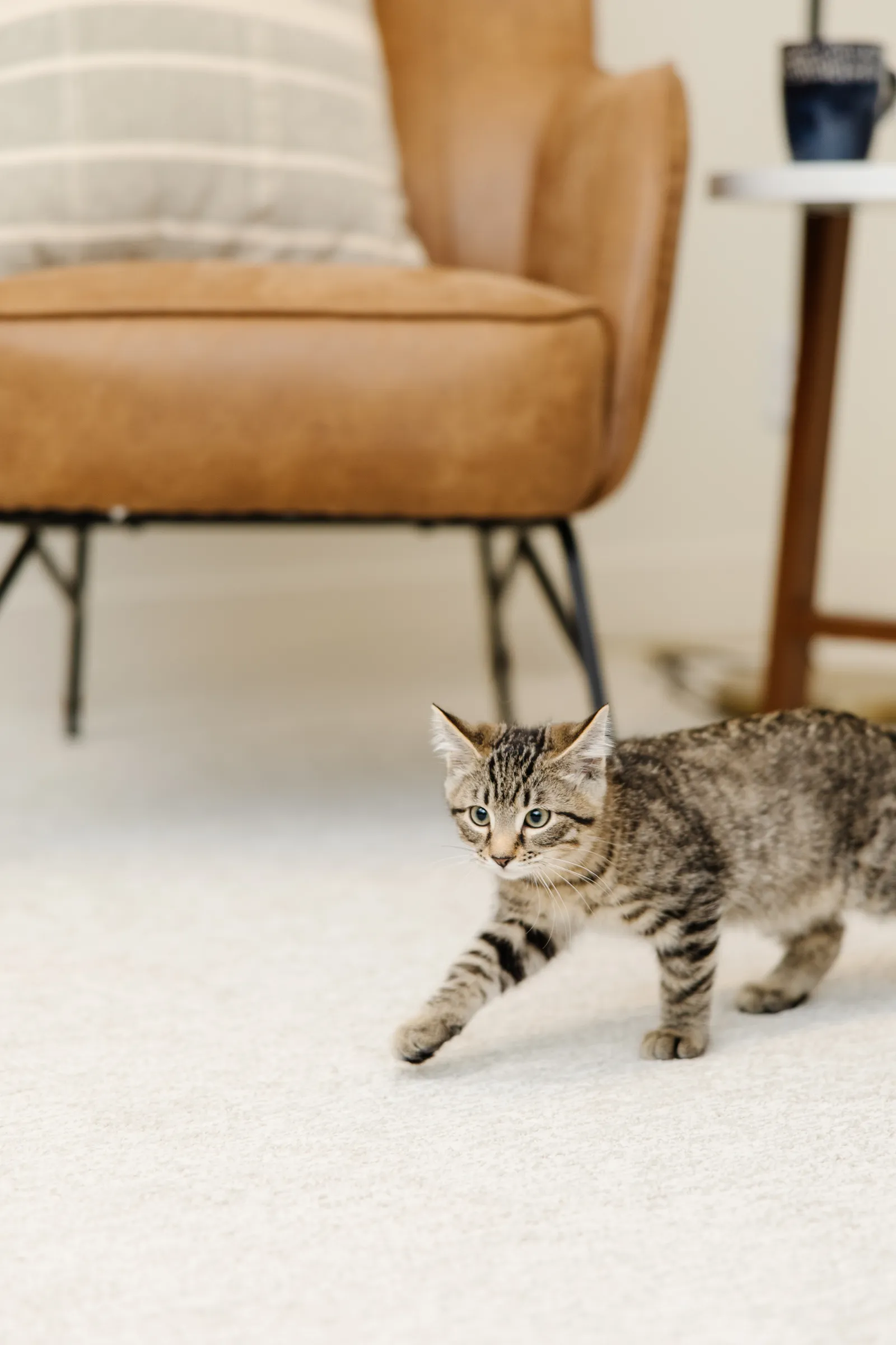 brown and black cat walking on white carpet