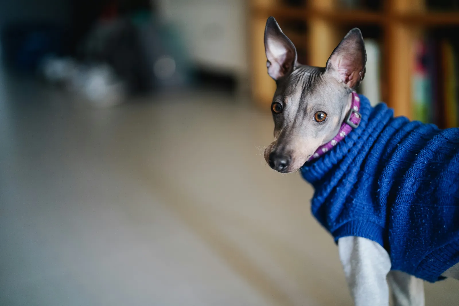 an American Hairless terrier wearing a blue sweater and shirt