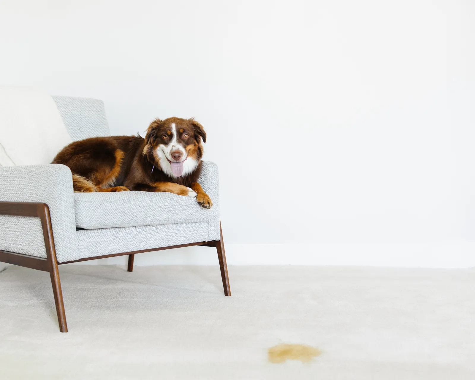 fluffy brown dog sitting in a gray chair with a yellow pee spot on the white carpet in front of the chair