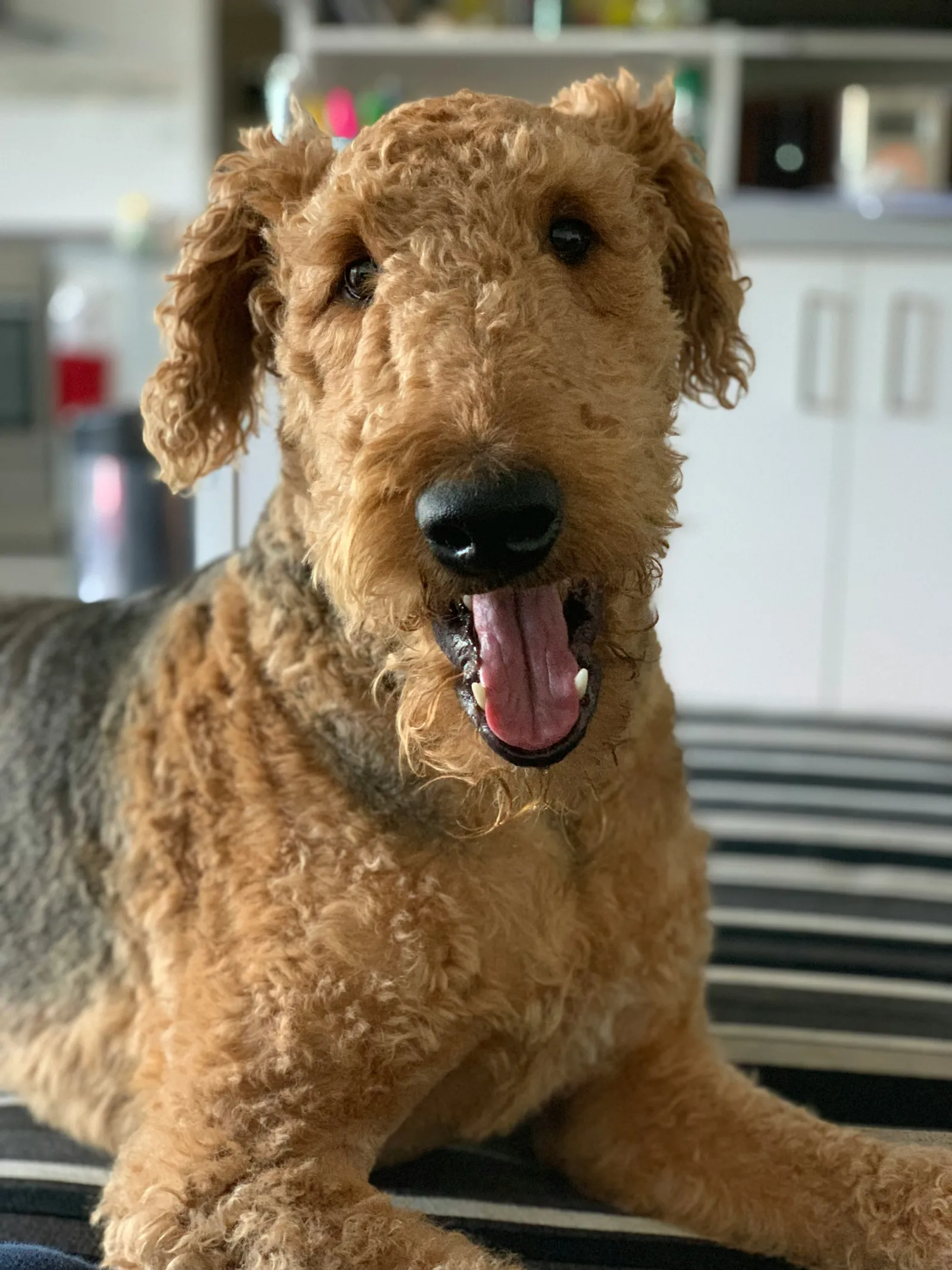an airedale terrier, a hypoallergenic dog breed, with its mouth open
