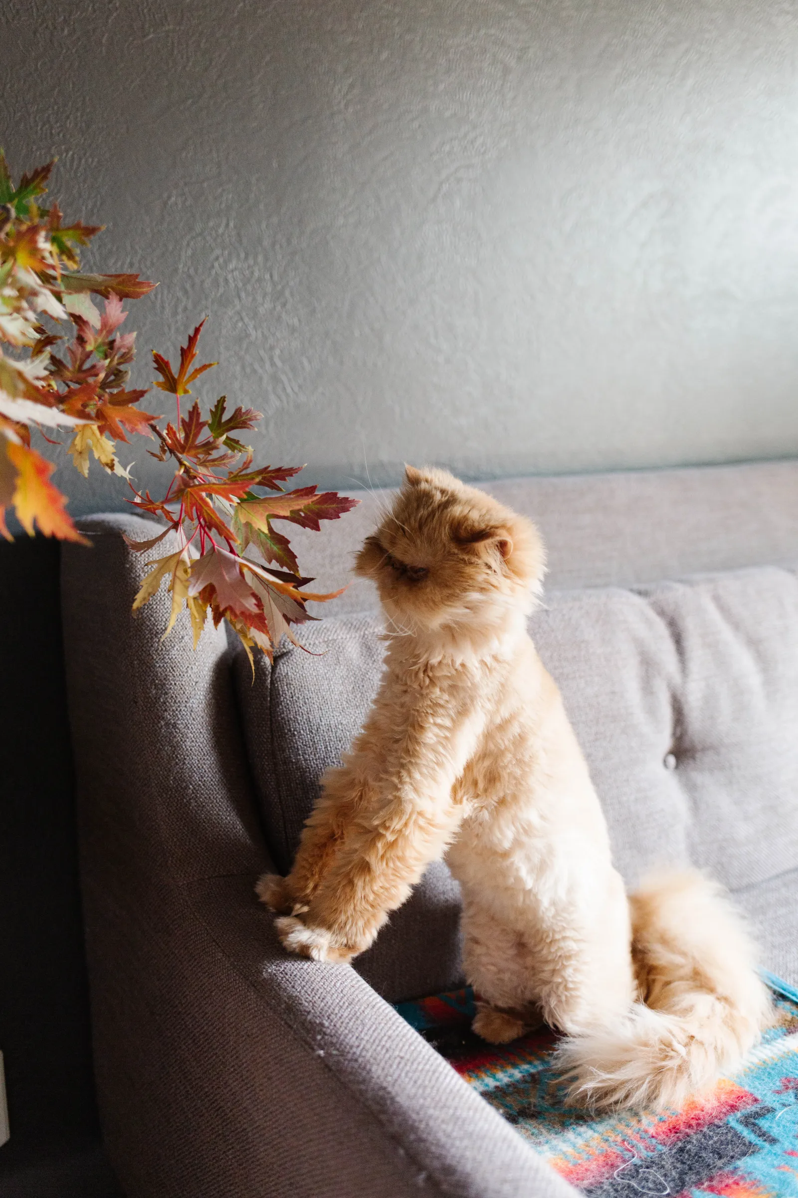 fluffy orange cat on gray couch