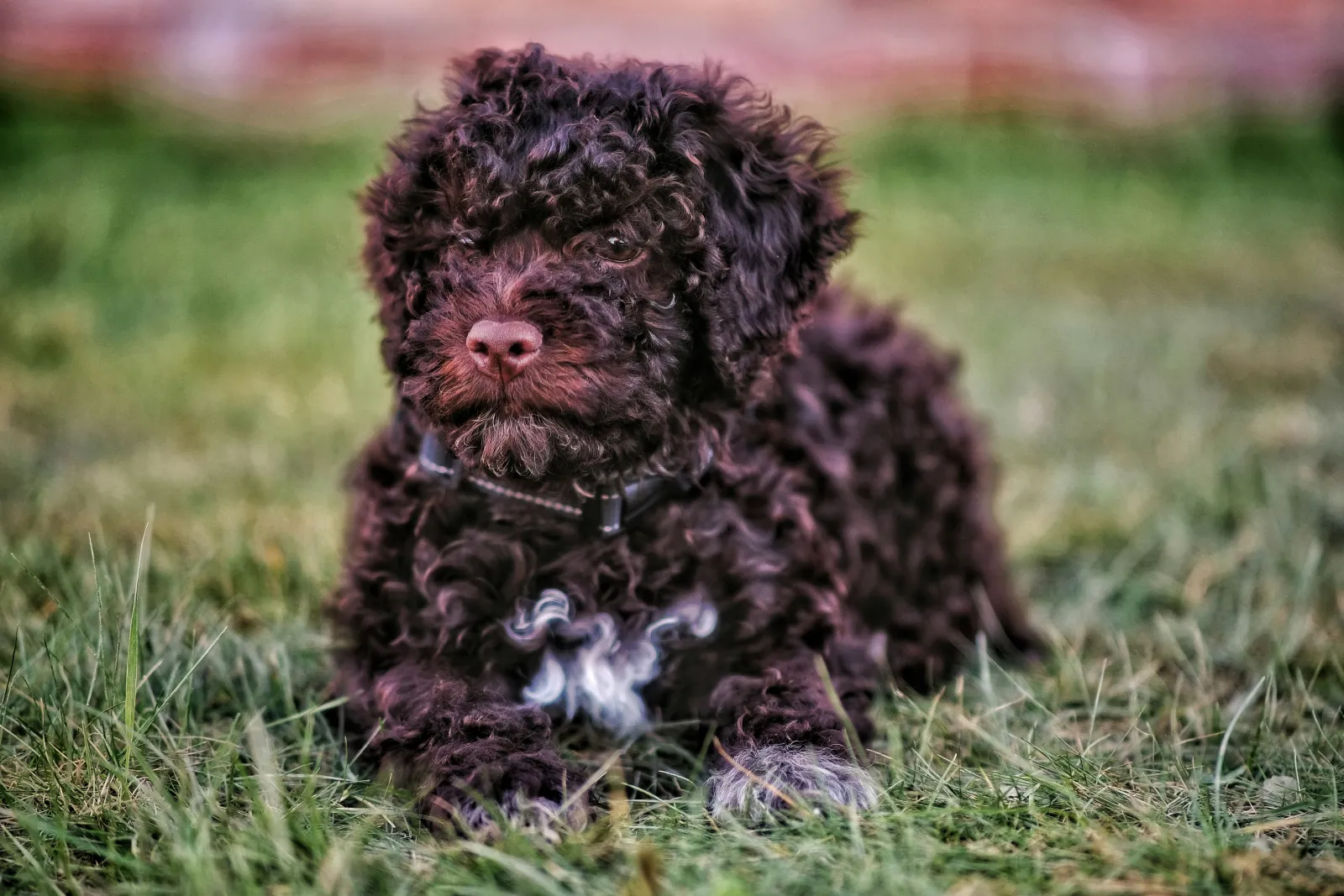A Lagotto Romagnolo, , a hypoallergenic dog breed, sitting on the grass outside, wearing a black collar