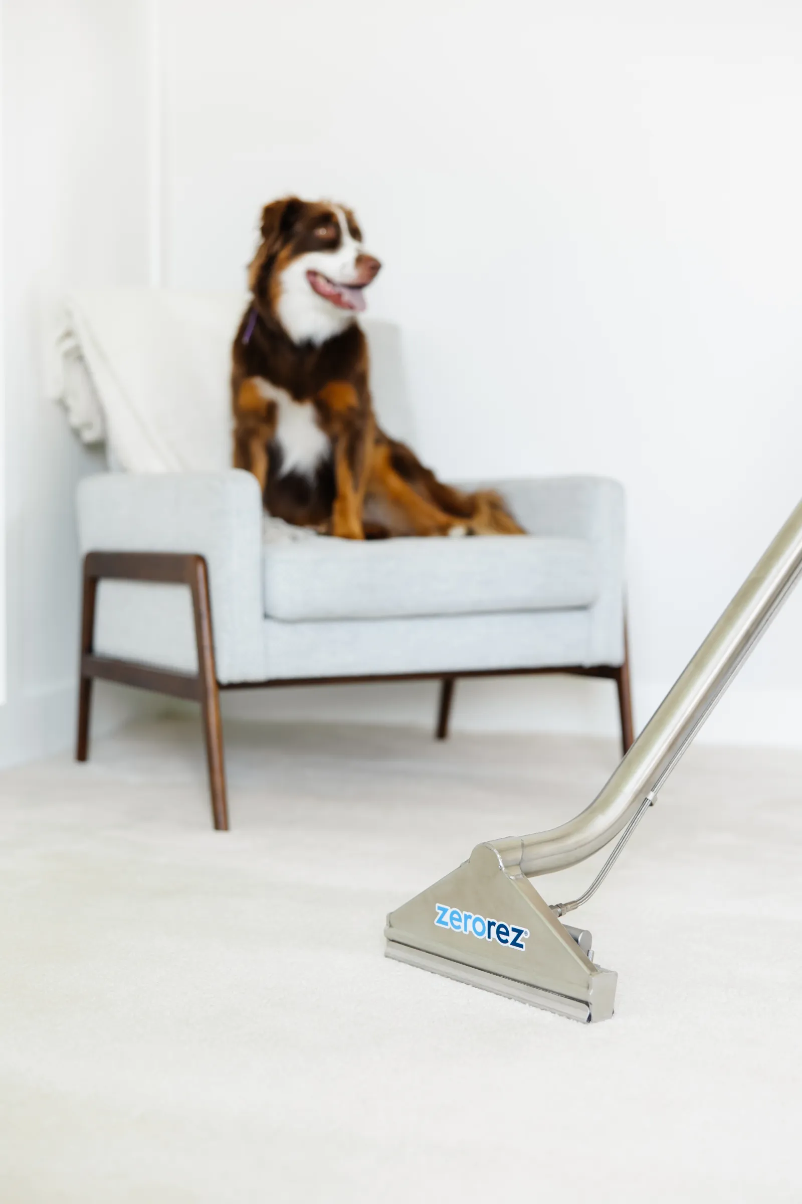 Zerorez Zr Wand cleaning dog pee on carpet in the foreground with a dog sitting on a modern gray upholstered chair in the corner