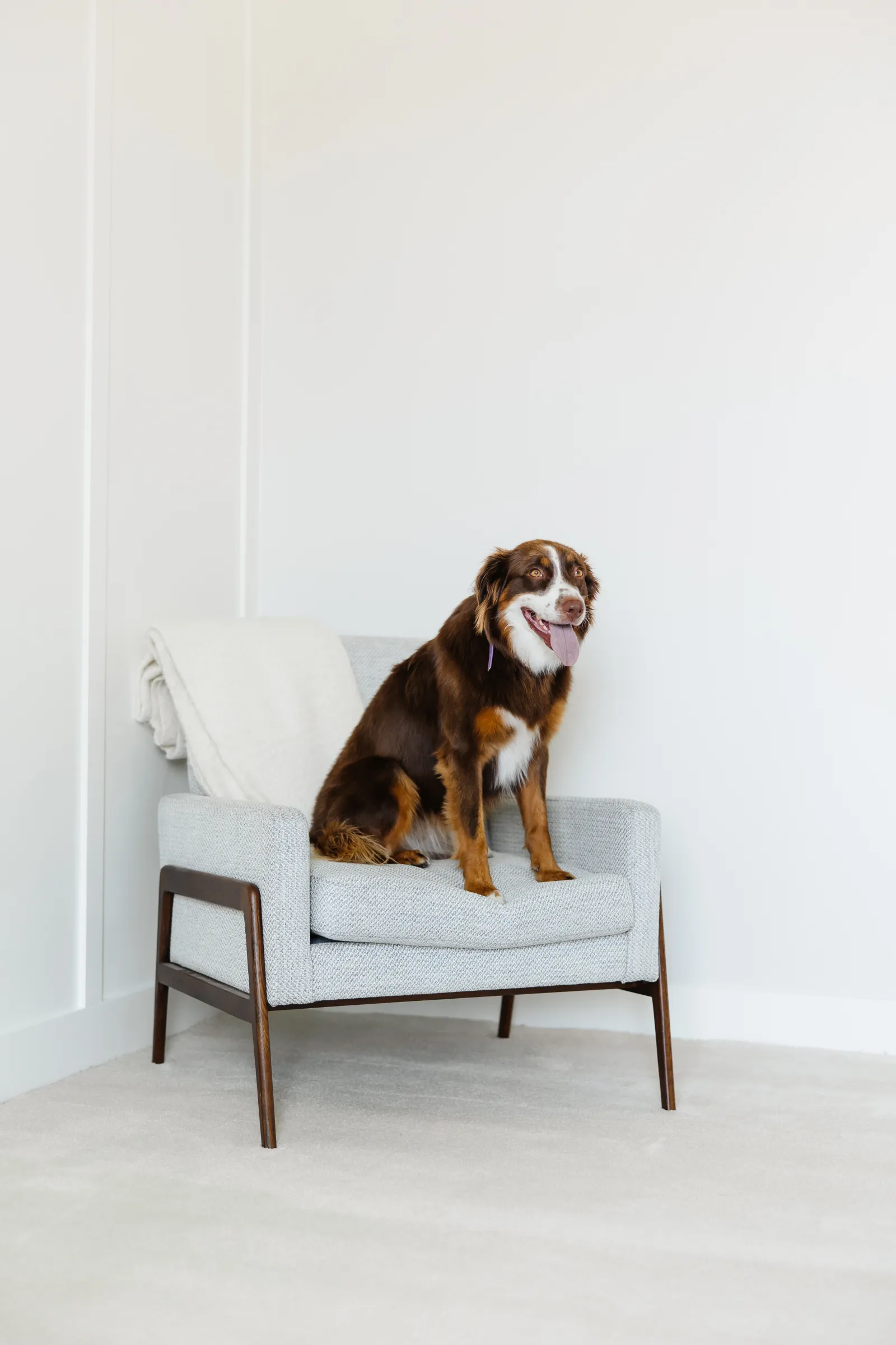 fluffy soft brown and white dog with its tongue hanging out sitting one a white chair in a white room