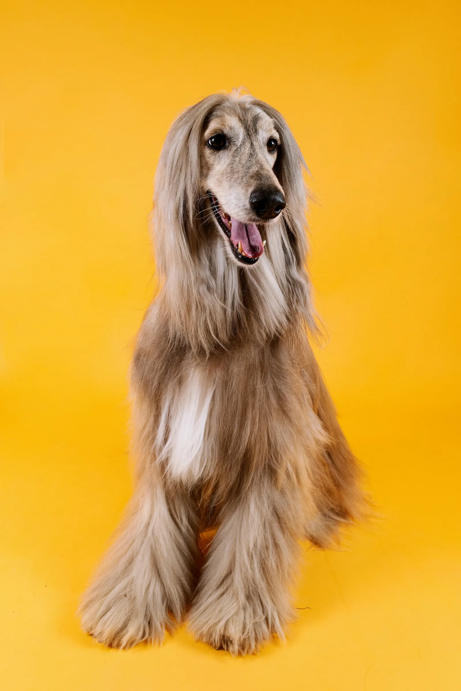 an Afghan hound, a long-haired hypoallergenic dog breed, sitting on a yellow backdrop