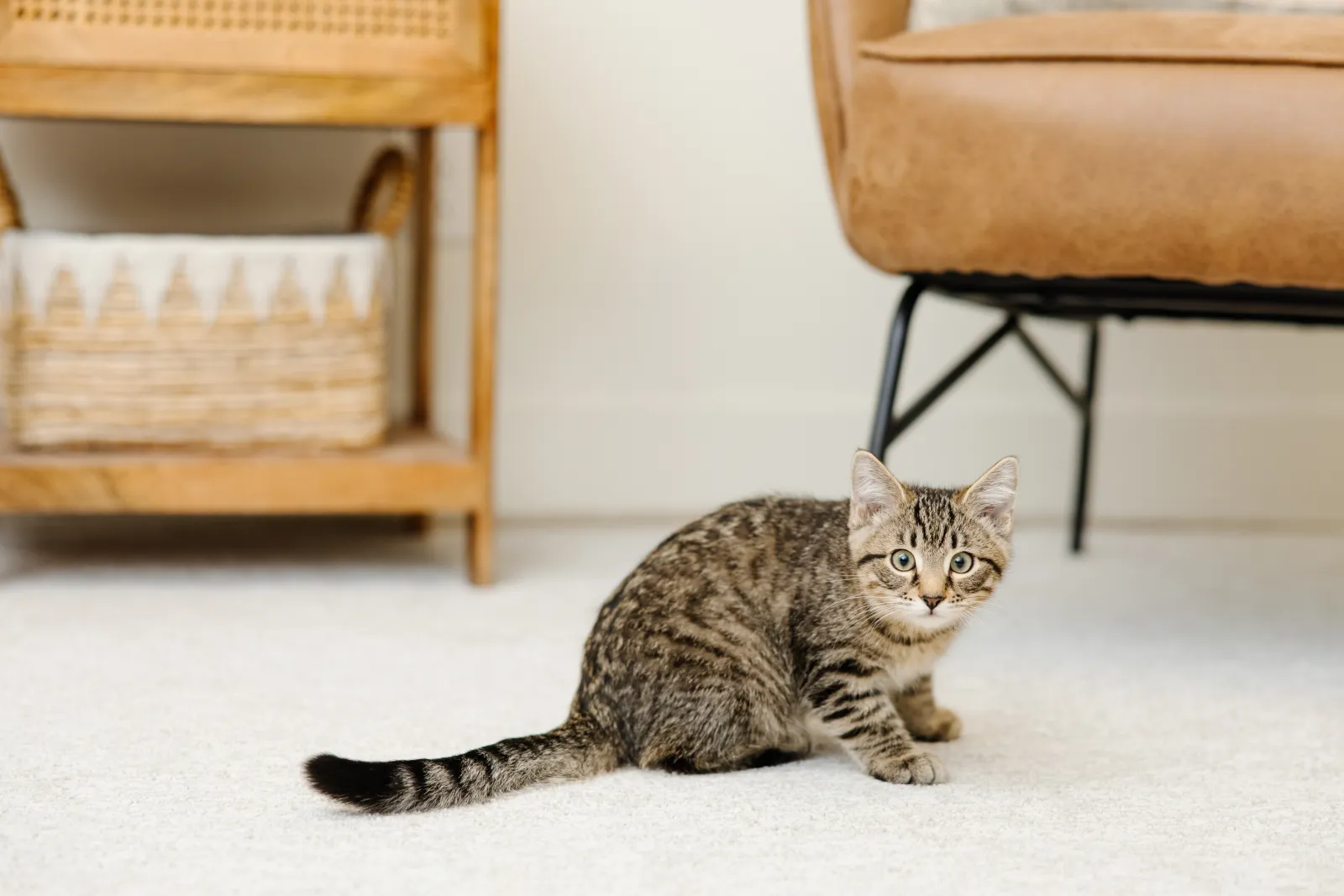 black and brown cat on cream beige carpet 