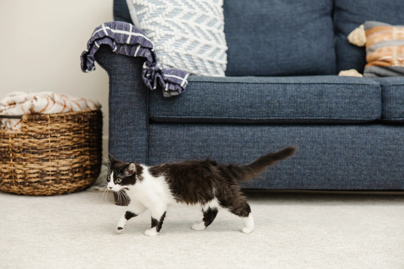 black and white cat on cream carpet