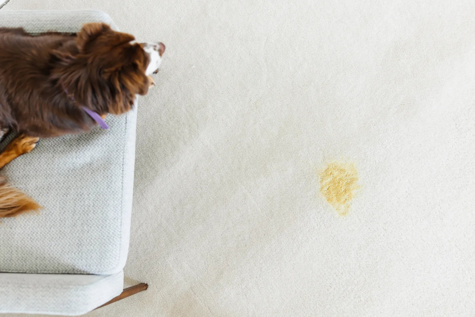 brown dog sitting on a gray chair looking over the edge at dog pee on white carpet floor