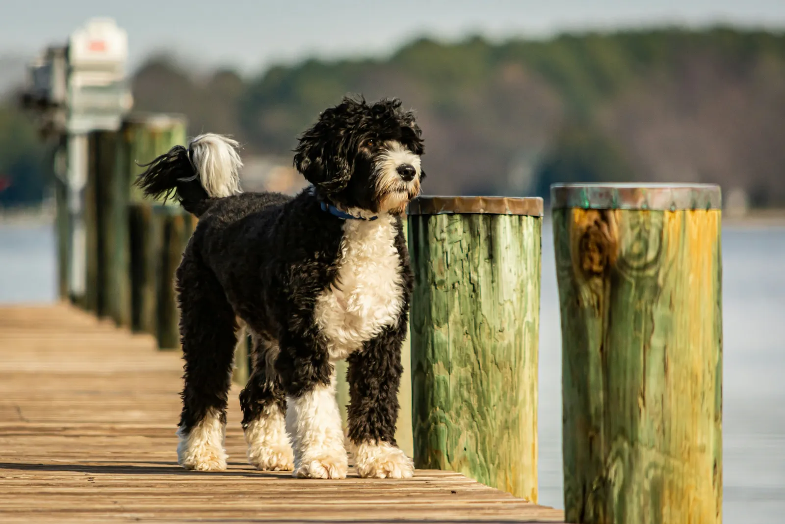 A Portuguese Water Dog, a hypoallergenic dog breed, standing on a dock looking out at the water