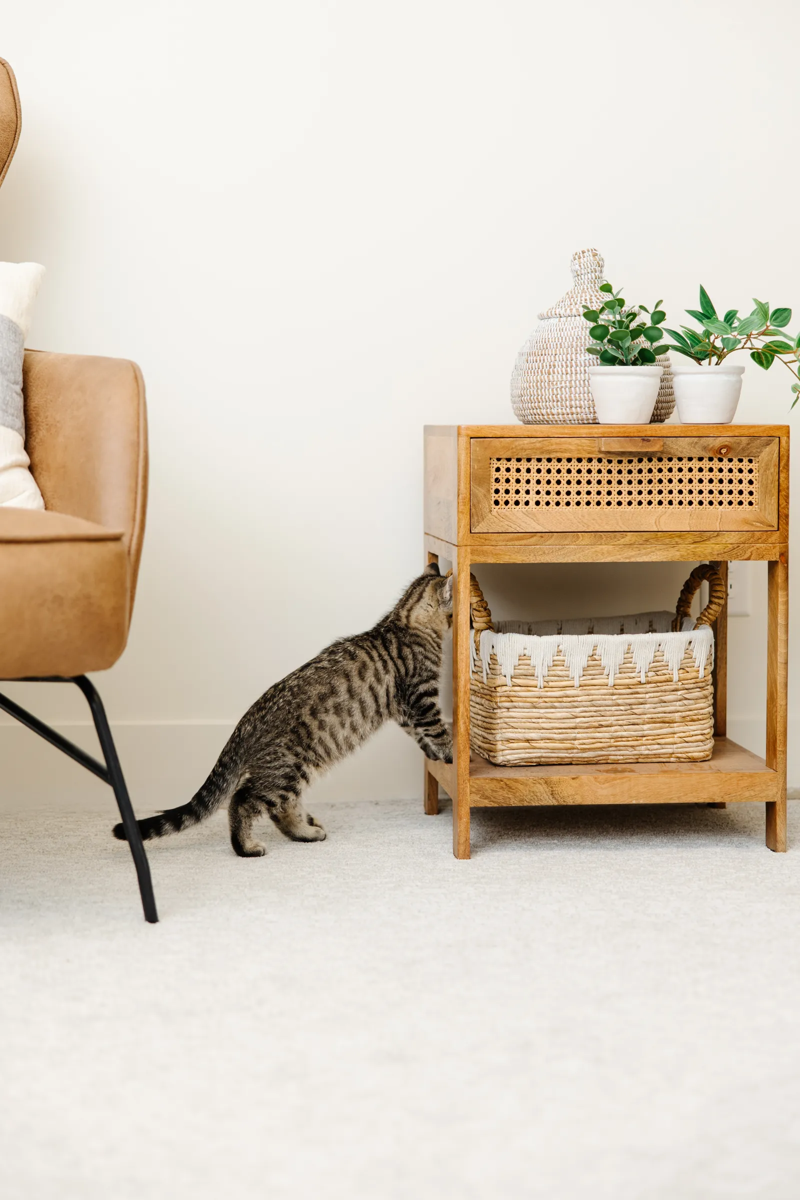 black and brown cat on cream carpet looking into a basket