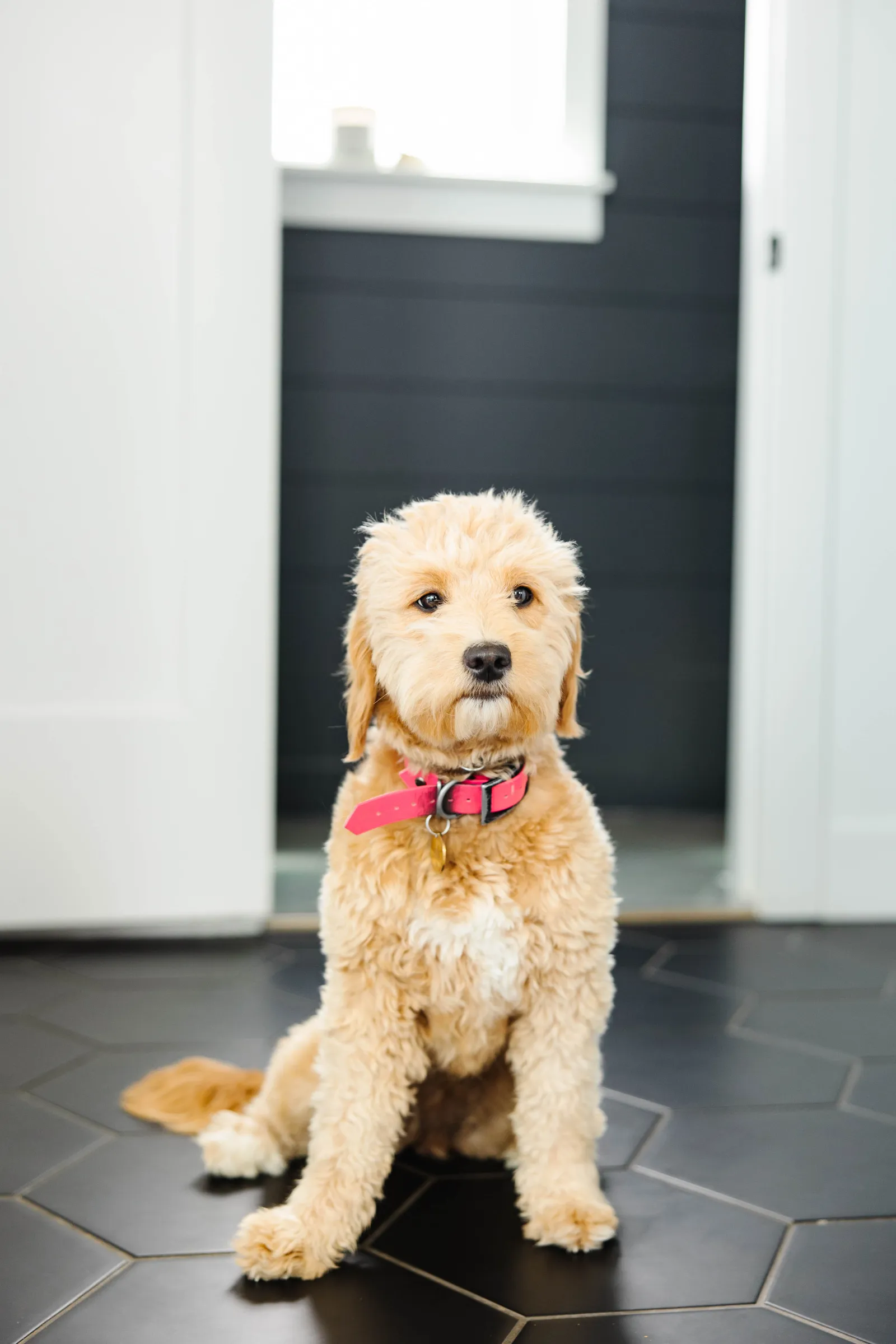 adorable tan puppy dog with a red color sitting on black hexagon tiled floor