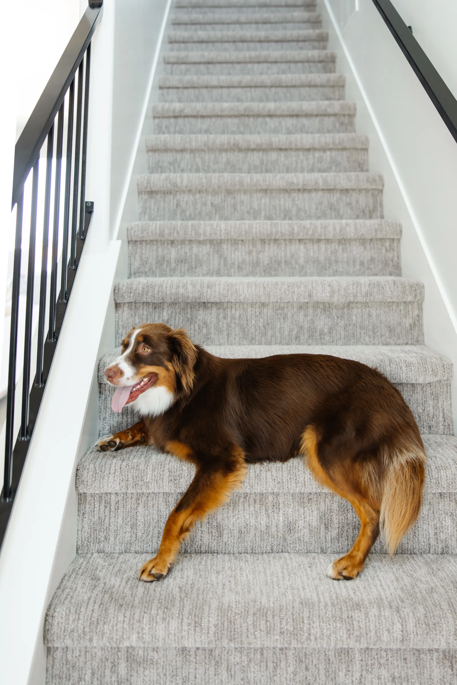 pretty brown dog lying on carpeted stairs on a staircase