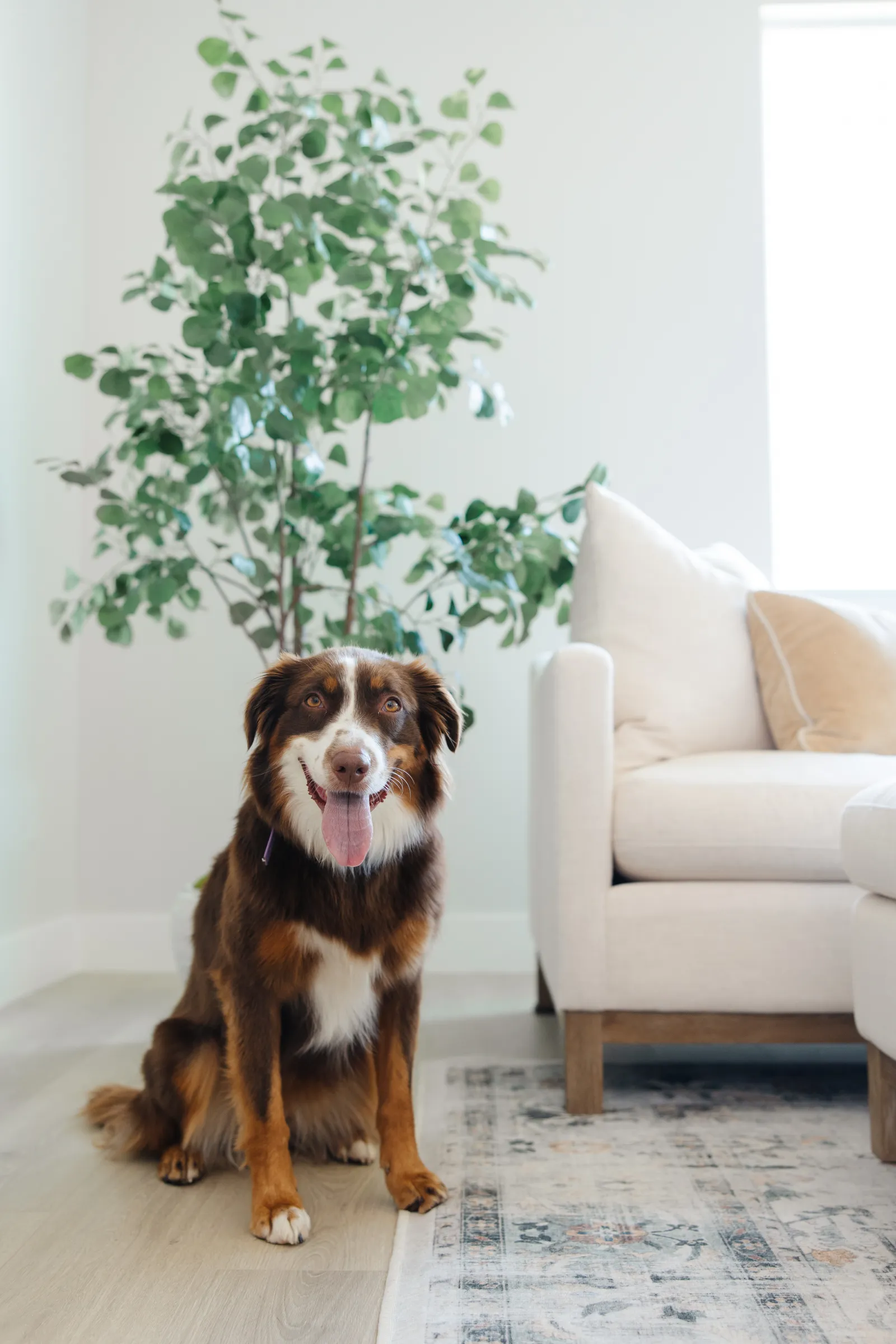 cute brown and white dog sitting on a hardwood living room floor next to a rug and furniture