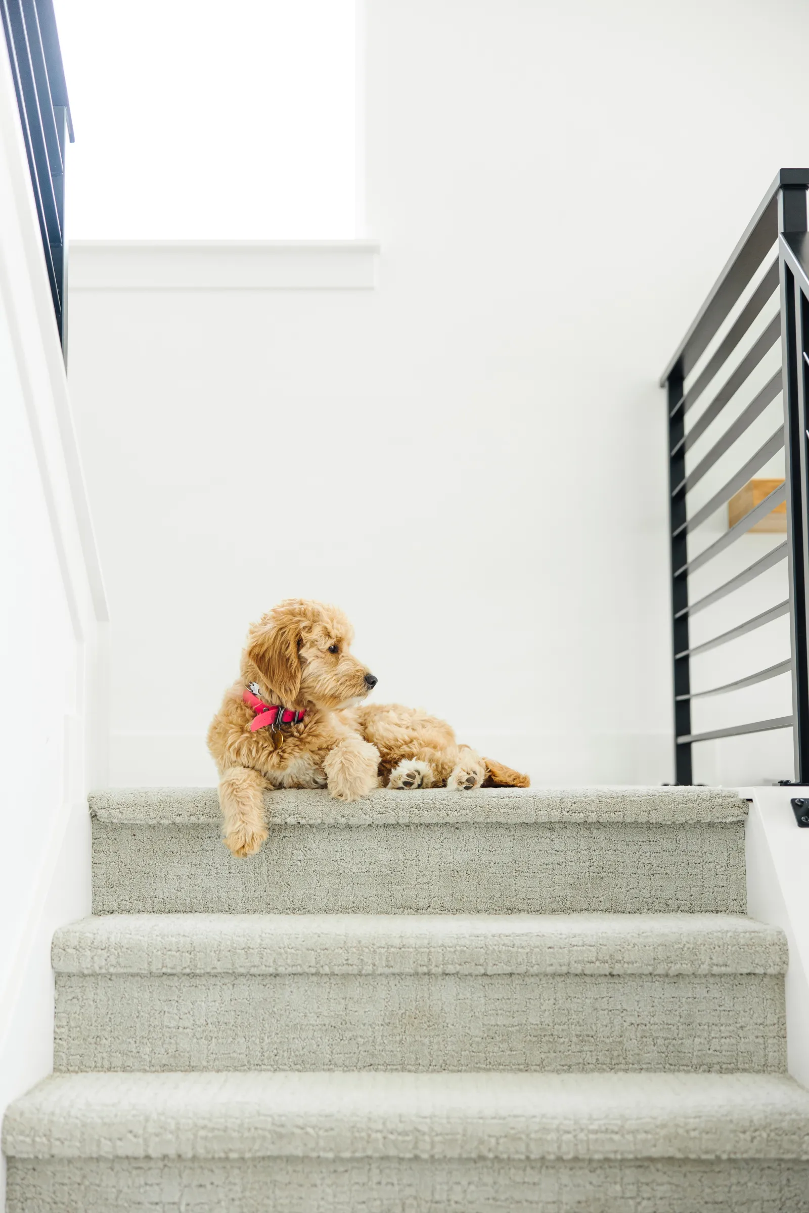 Small dog with a red collar sitting at the top of carpeted stairs