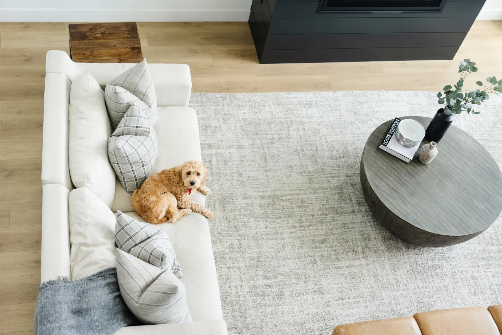 dog sitting on coach on rug on hardwood floor