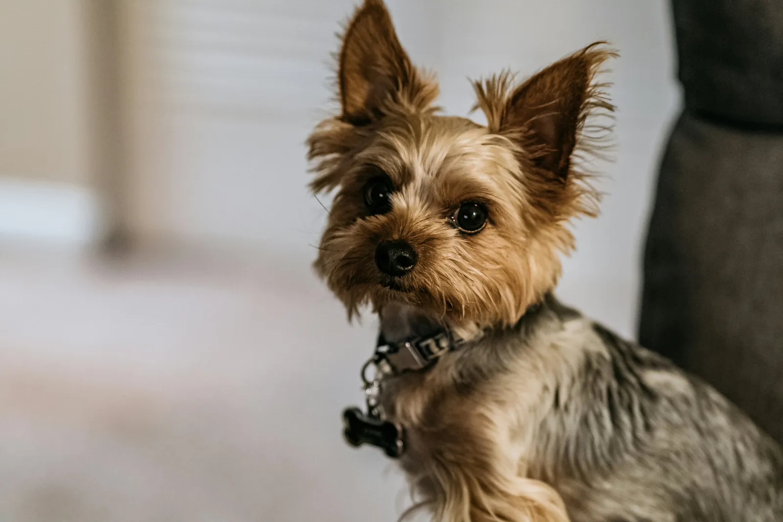 Picture of a Yorkie, a hypoallergenic dog breed