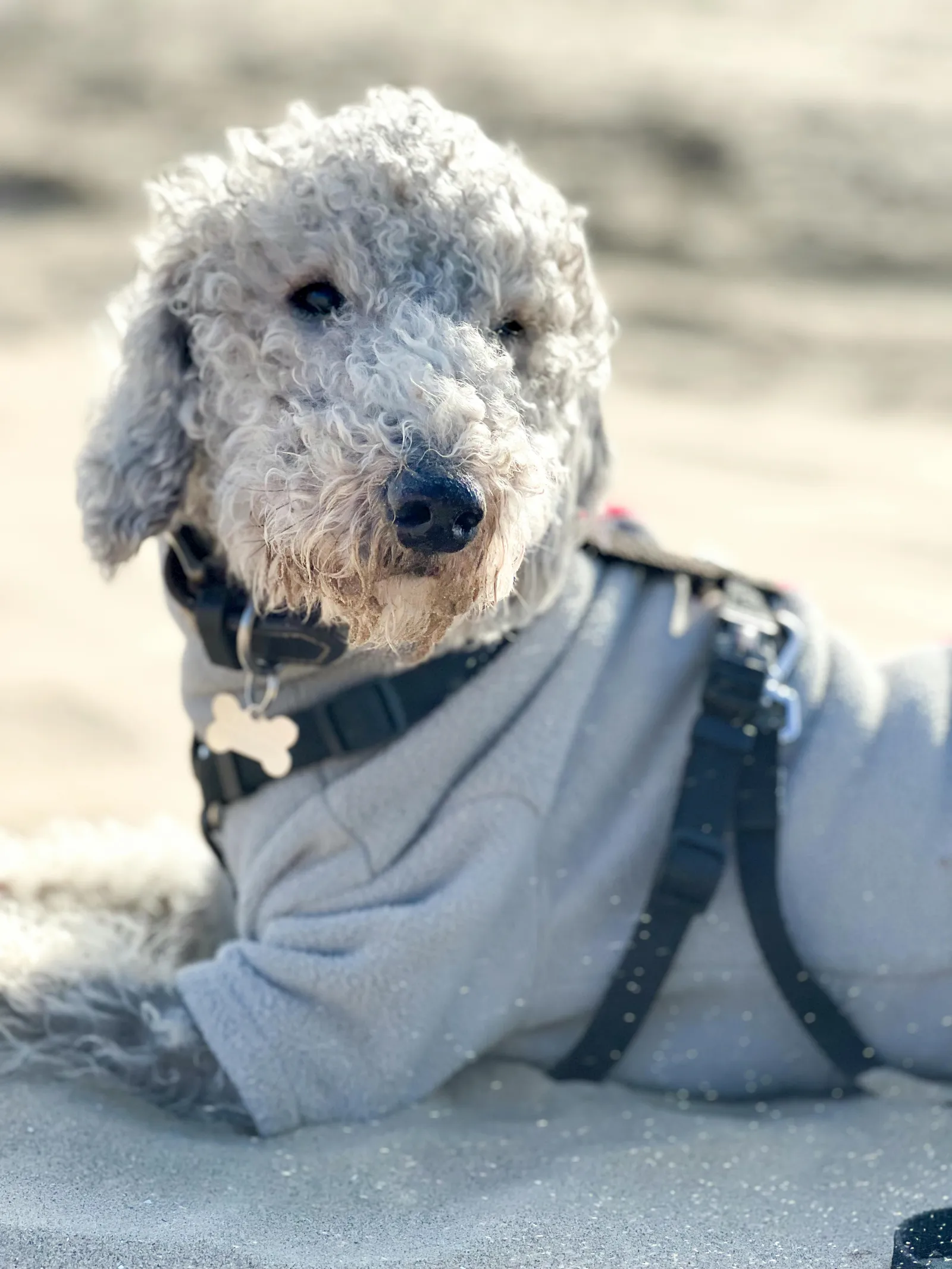 a bedlington dog in a sweater and leash on the beach