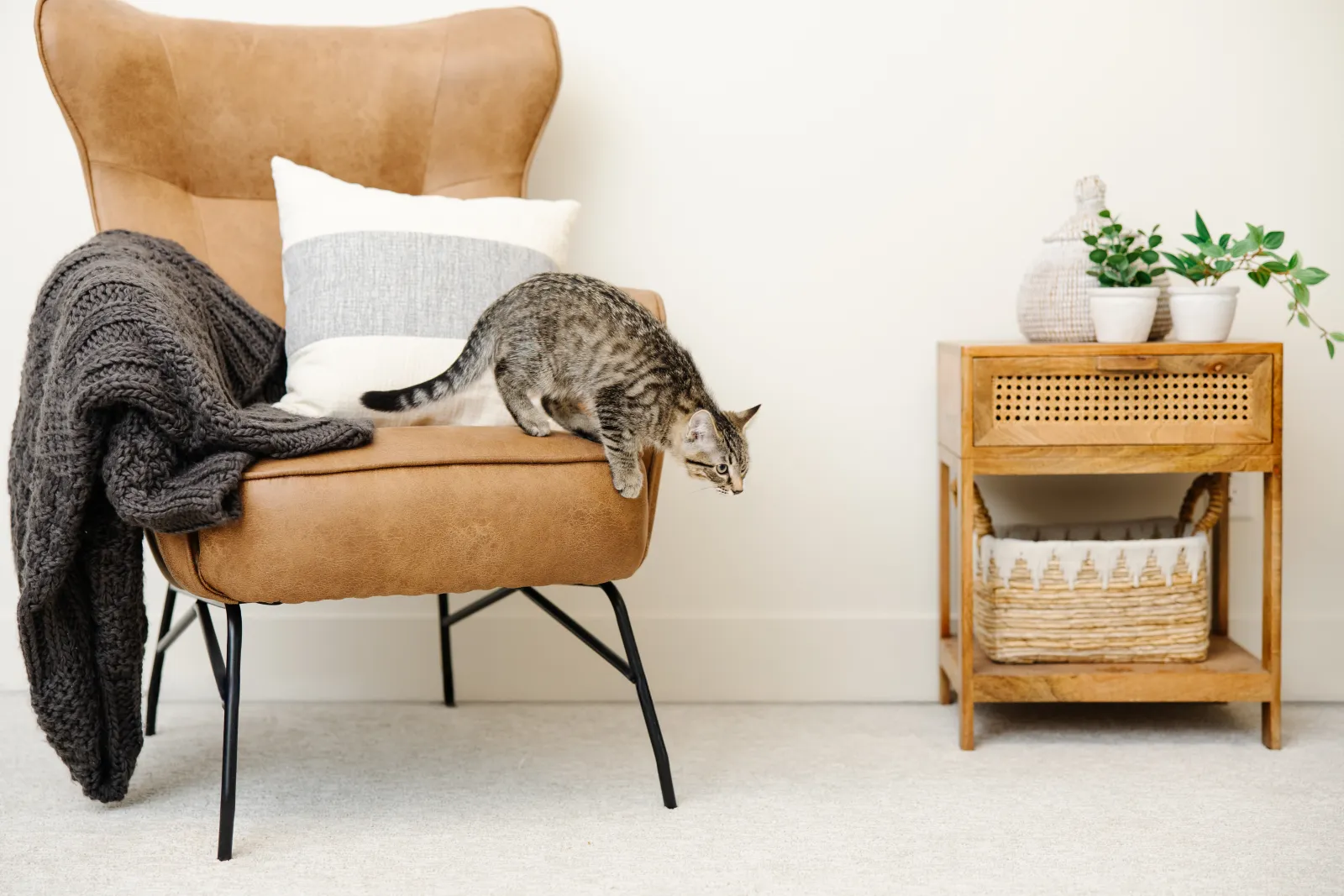 black and white cat on brown chair looking at carpet