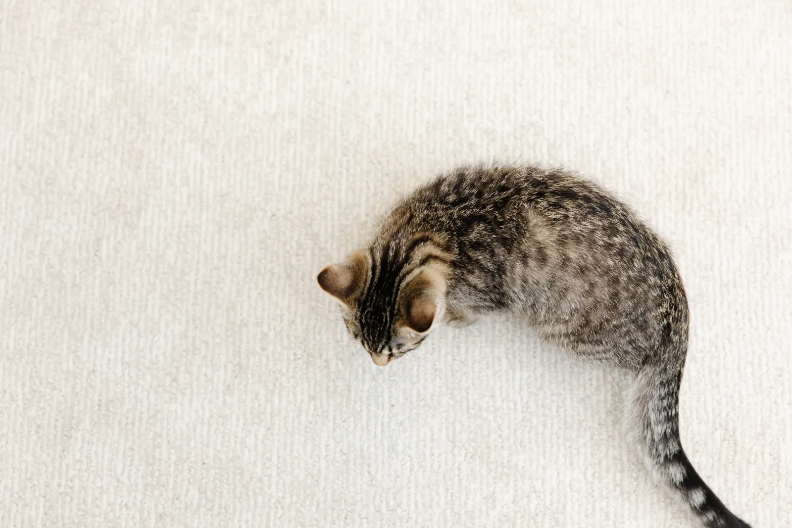 brown and gray cat on white carpet