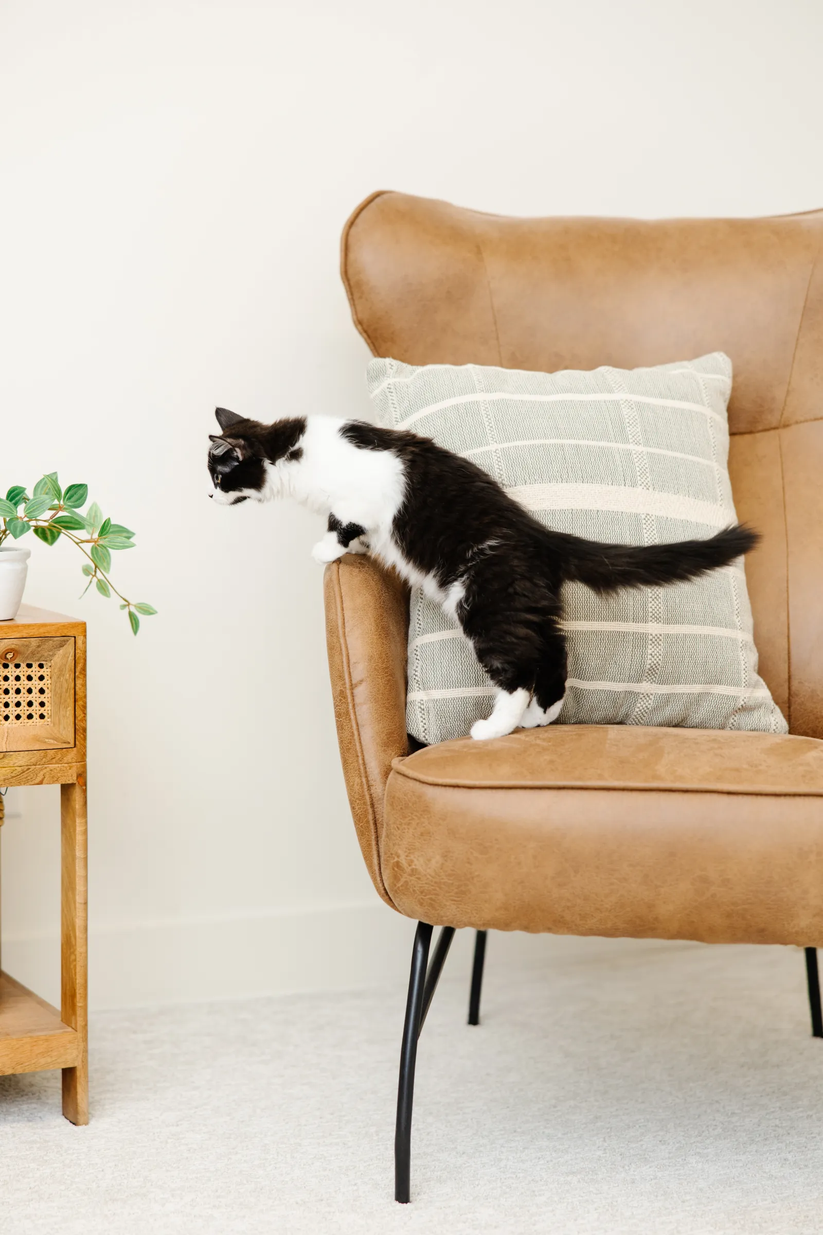 black and white cat looking at plant from a chair