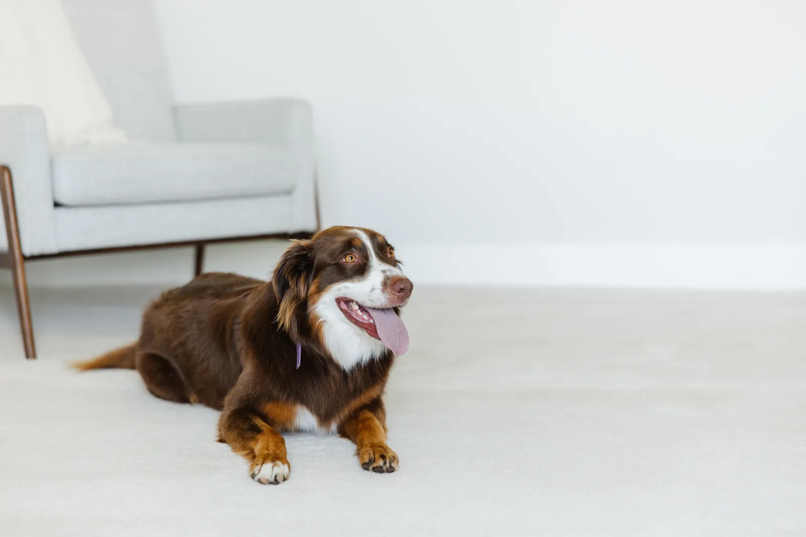 pet urine wicking stains in carpet from dog lying on white carpet floor