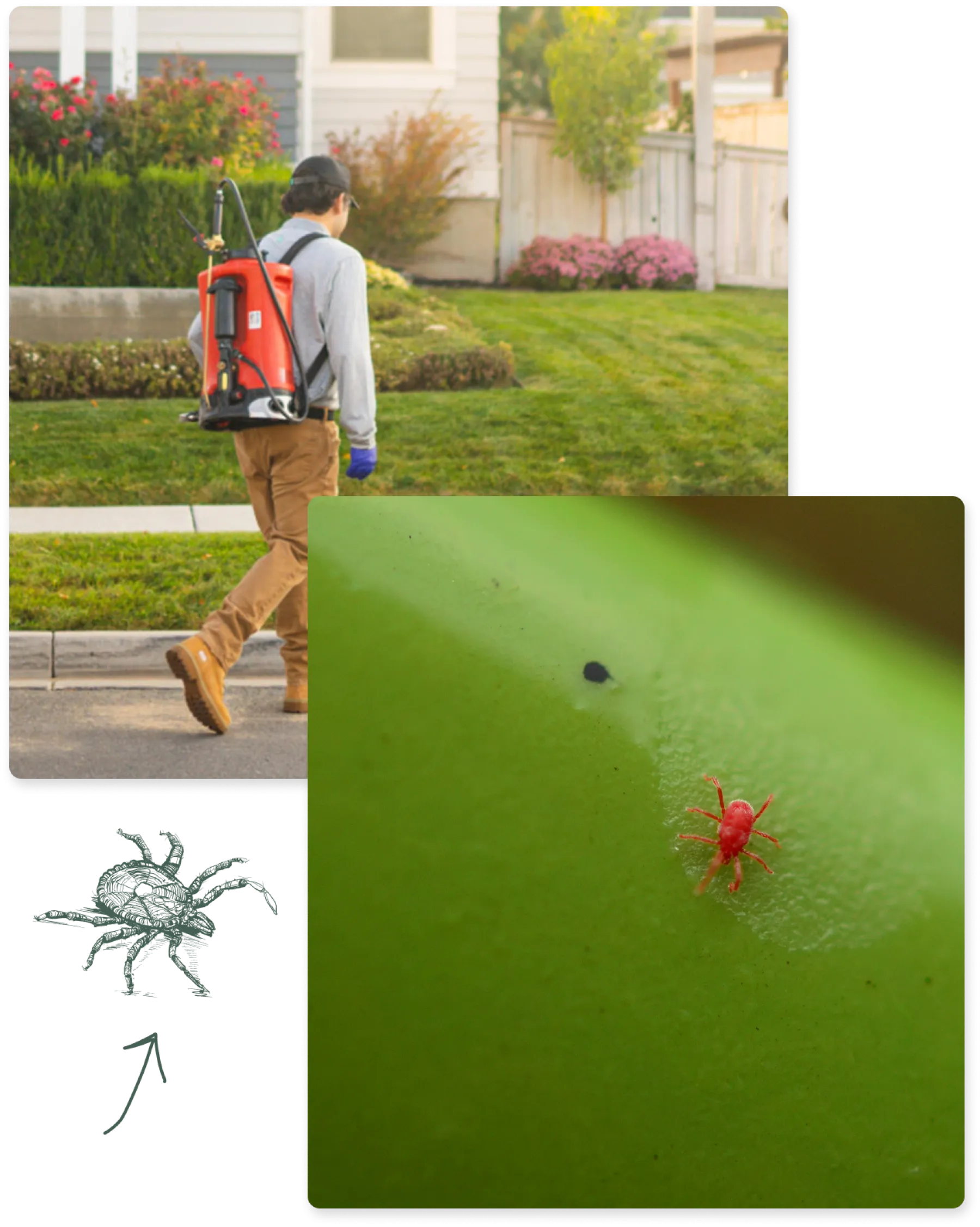 Chiggers: Identification, Risks, and Effective Removal Tips | Greenix ...
