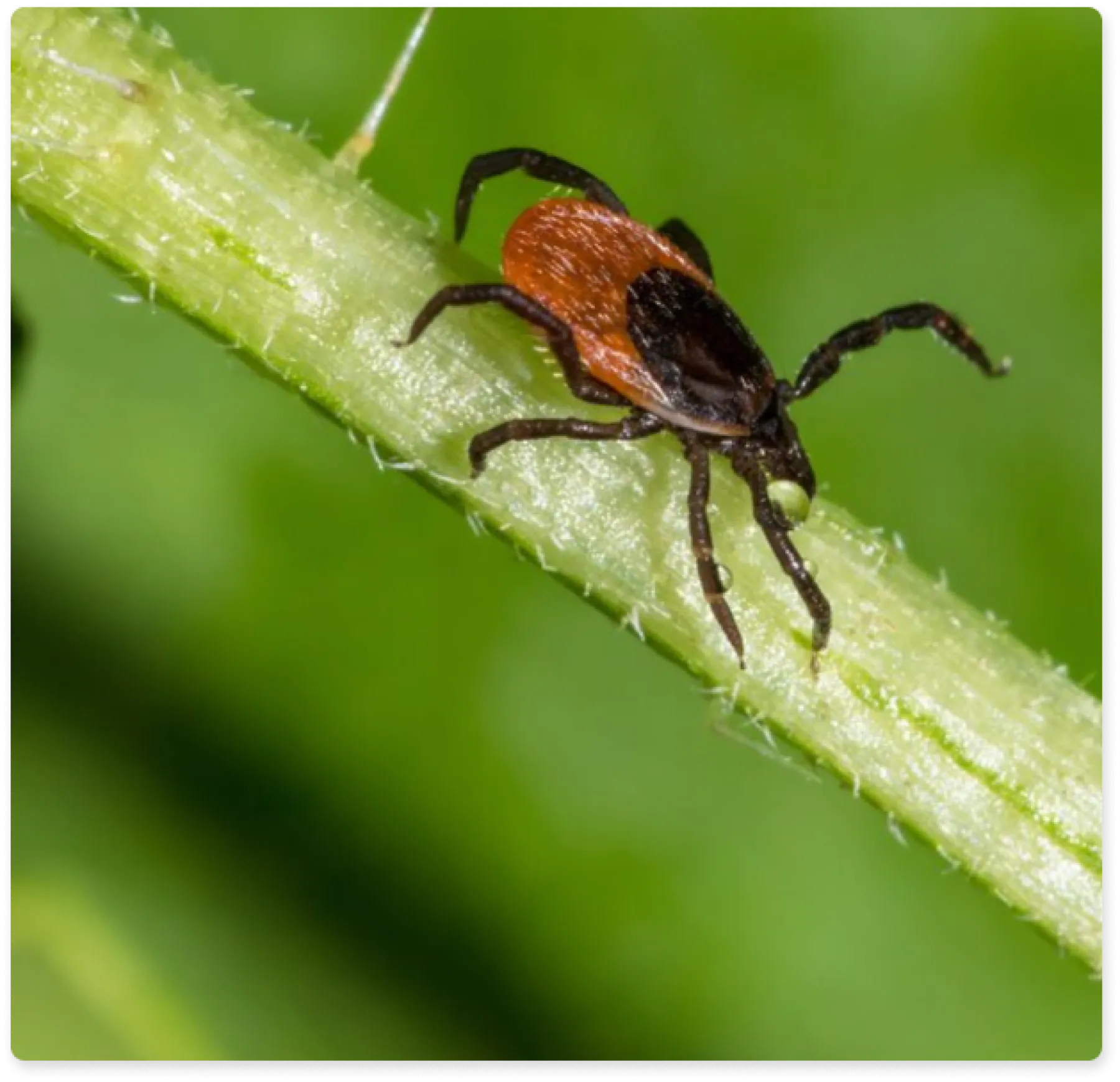 Ticks | Greenix Pest Control