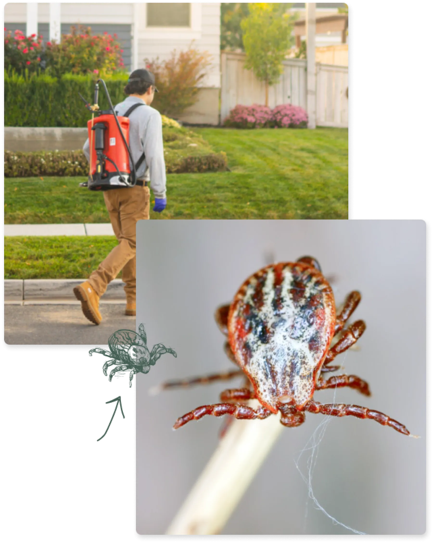Ticks Greenix Pest Control