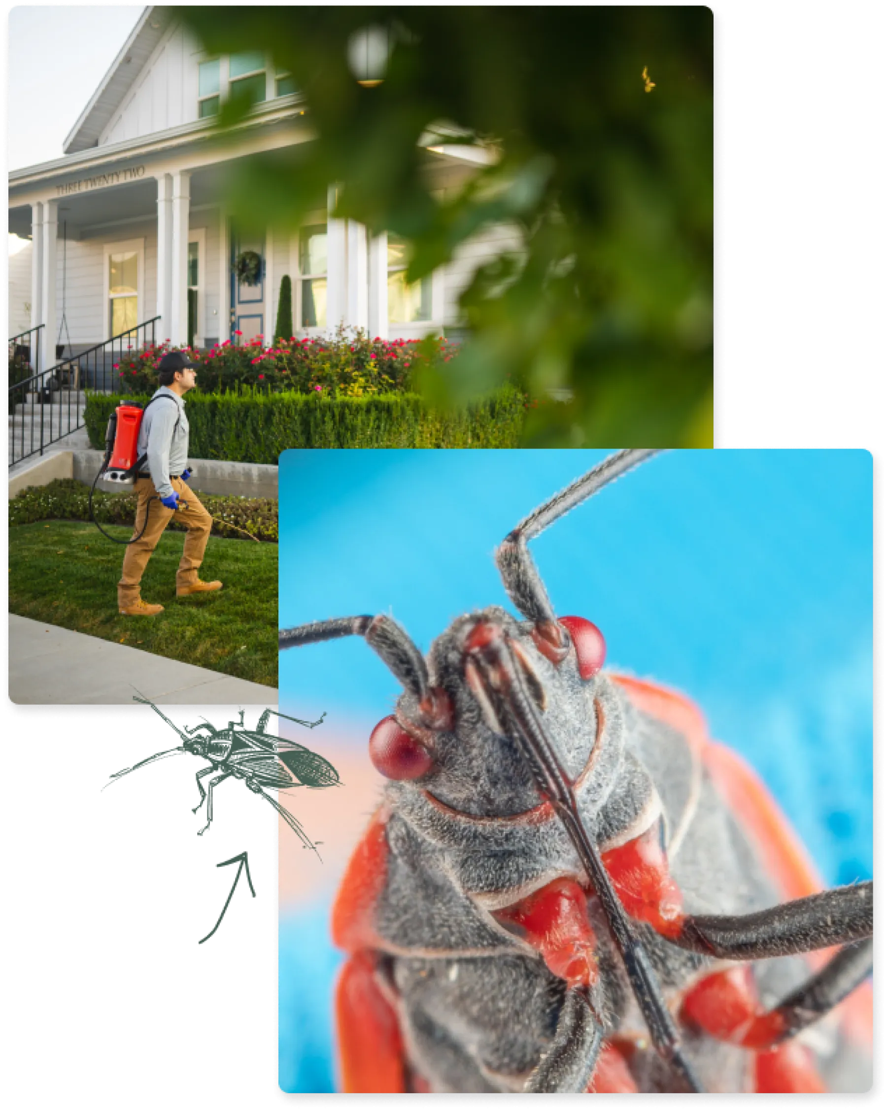 Boxelder Bugs Pest Library Greenix Pest Control