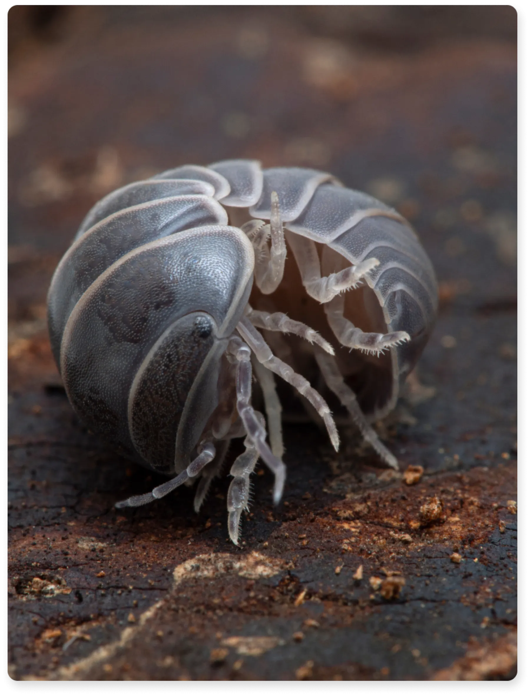 pill-bug-pest-library-greenix-pest-control