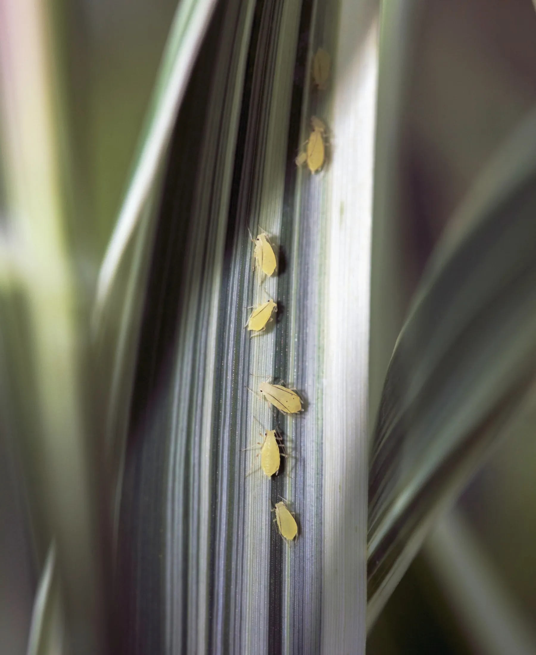 Aphid Control RIDD Pest Control