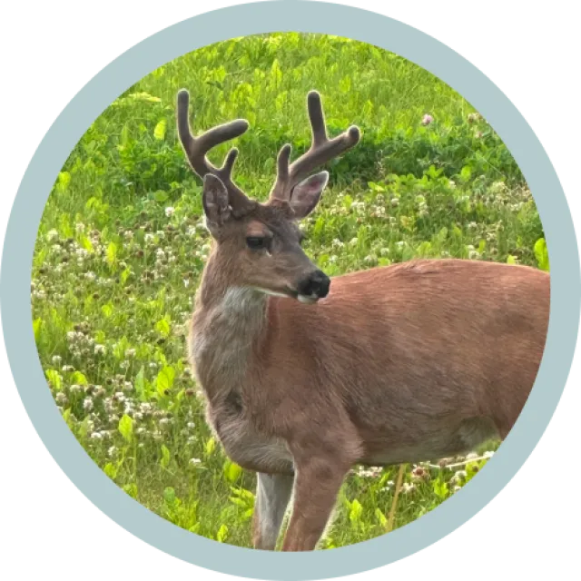 a deer with antlers