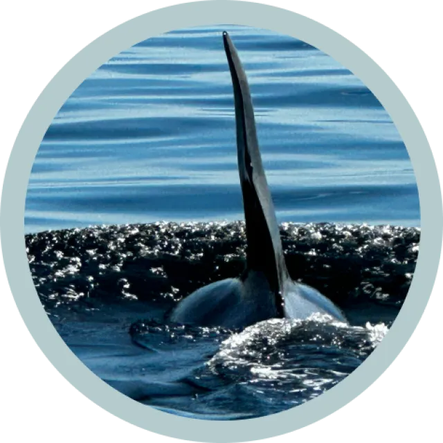 a whale jumping out of the water