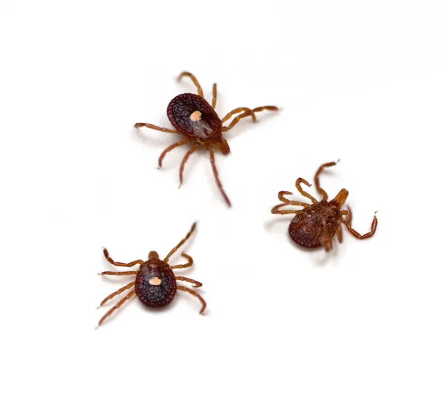 Lone Star Tick