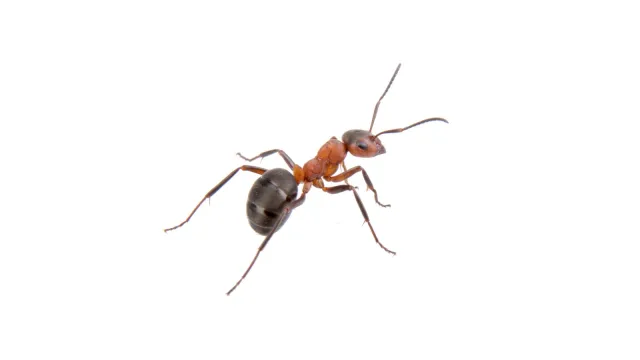 ant