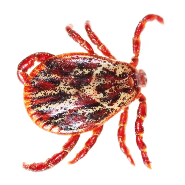 Gulf Coast Tick