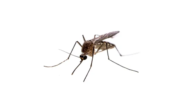 mosquito