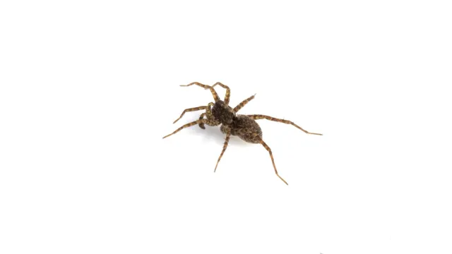 spider
