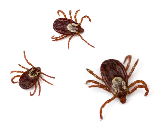American Dog Tick