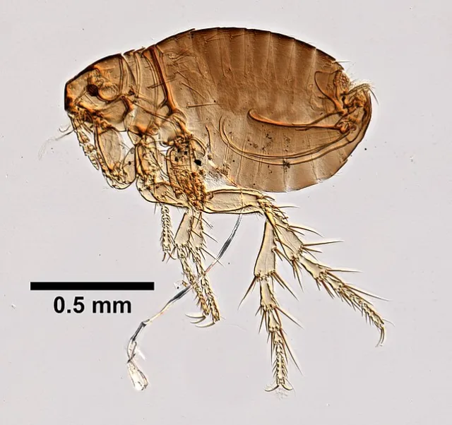 Sticktight Flea